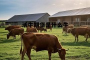 活牛期货是什么牛 活牛价格行情走势图
