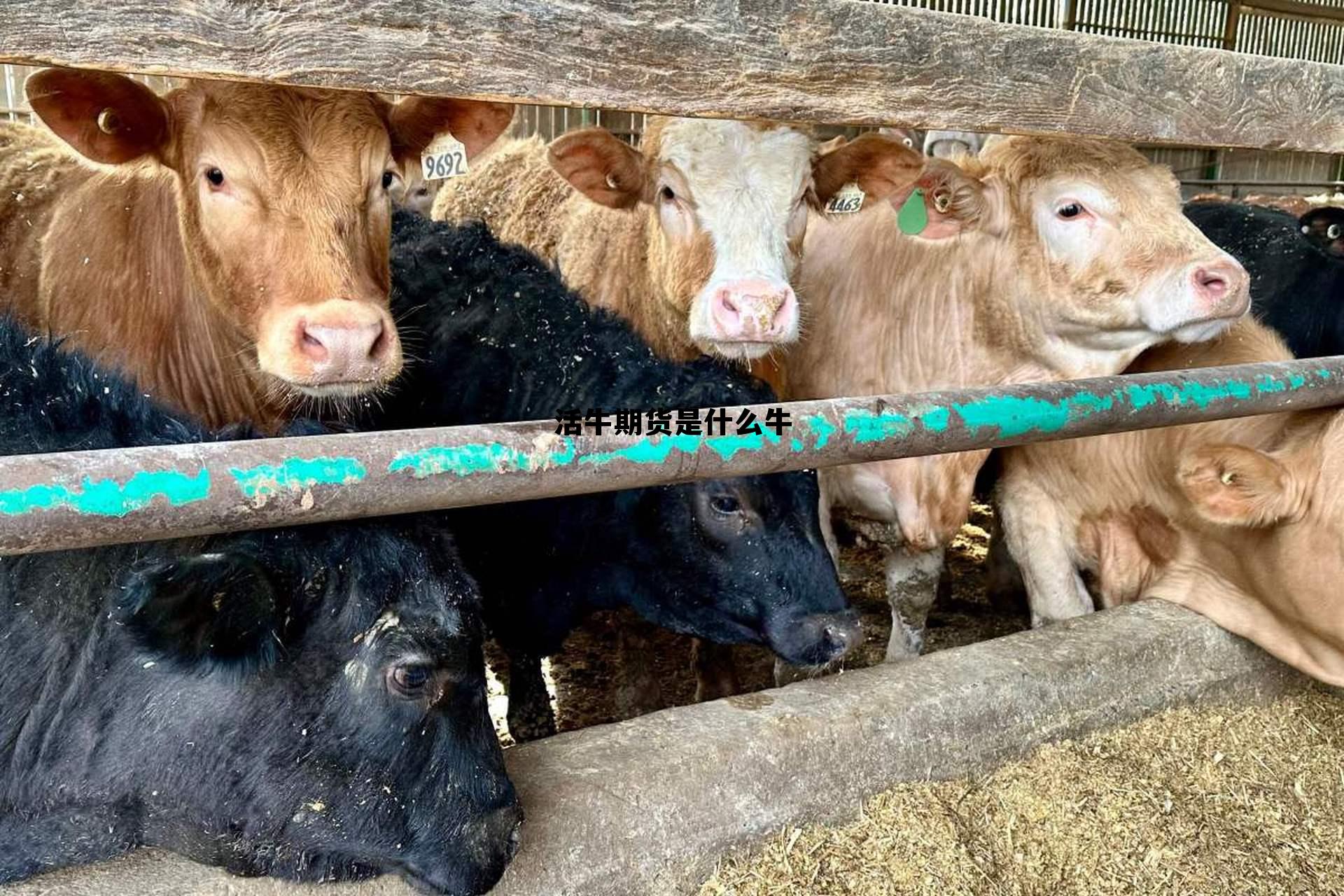 活牛期货是什么牛 活牛价格行情走势图