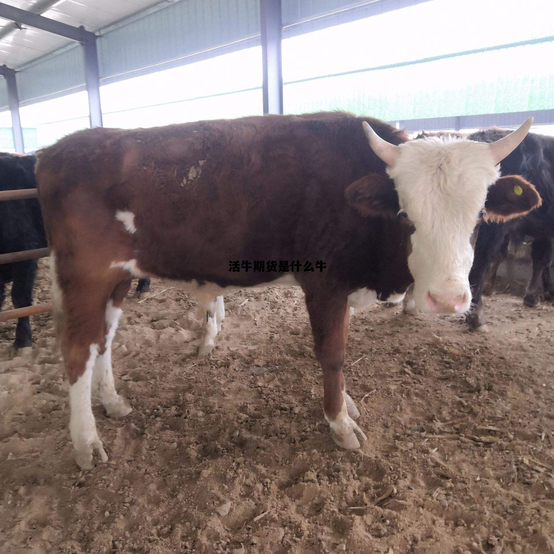 活牛期货是什么牛 活牛价格最新行情表